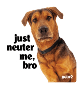 Get A Free Peta2 “Just Neuter Me, Bro” Sticker